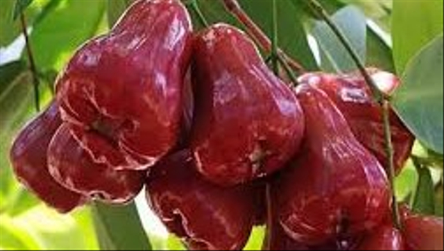 Ilustrasi Jambu Air. Foto: kampustani.com