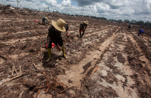 Petani menanam bibit singkong di areal lumbung pangan nasional 'food estate' di Tewai Baru, Kabupaten Gunung Mas, Kalimantan Tengah. Foto: Makna Zaezar/Antara Foto