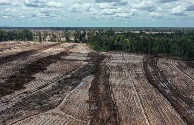 Foto udara areal lumbung pangan nasional 'food estate' komoditas singkong di Tewai Baru, Kabupaten Gunung Mas, Kalimantan Tengah. Foto: Makna Zaezar/Antara Foto