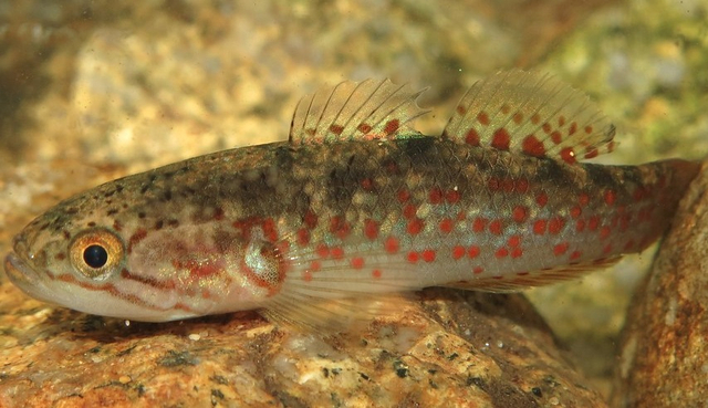 Ilustrasi ikan zombie yang dikira punah. Foto: Flickr