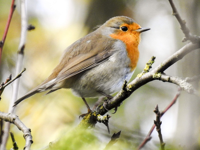 Ilustrasi hewan aves. Foto: pixabay