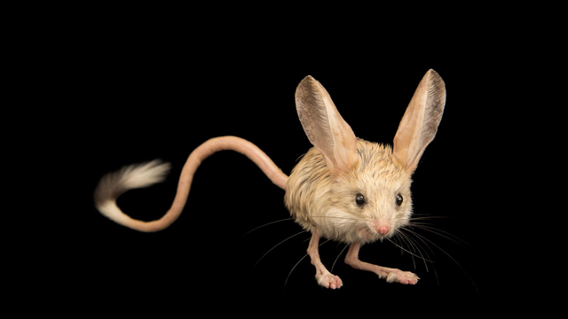 Jerboa telinga panjang. Foto: ullstein bild/Getty Images