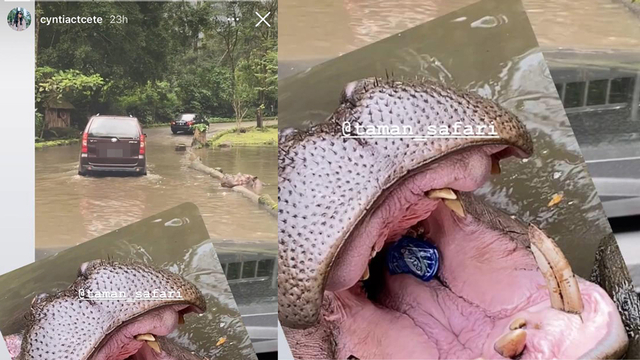 Tangkapan laya seekor kuda nil Taman Safari Indonesia telan sampah yang dilempar pengunjung. Foto: Dok. Istimewa