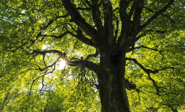 Ilustrasi Pohon Foto: Unsplash
