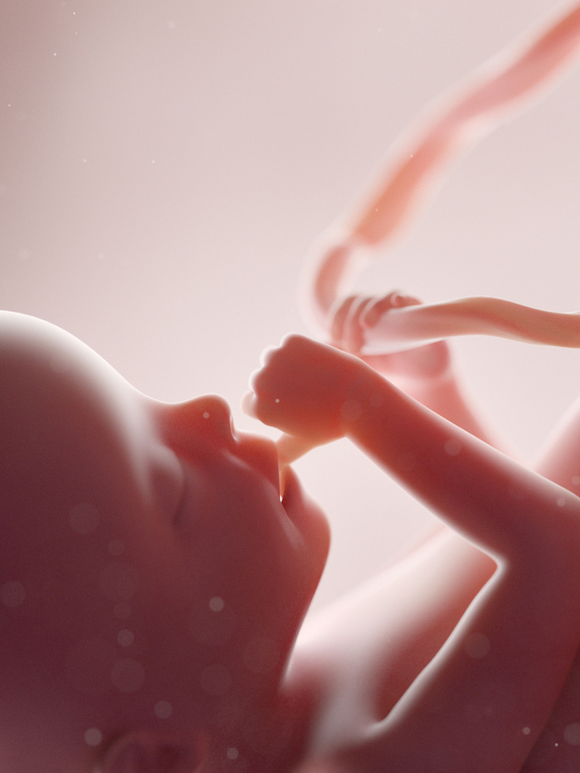 Ilustrasi janin. Foto: Shutter Stock