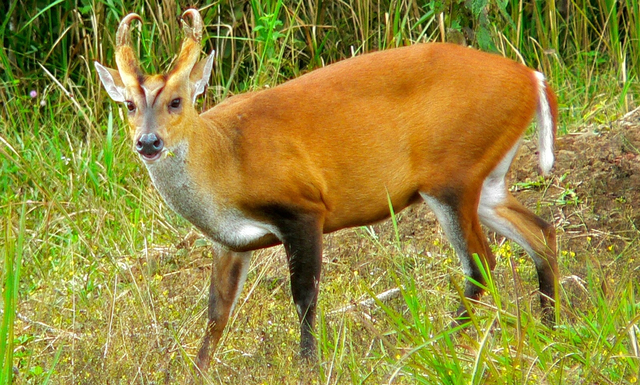 Kijang atau Mencek dengan nama ilmiah Muntiacus Muntjak.  Foto: Wikimedia Commons