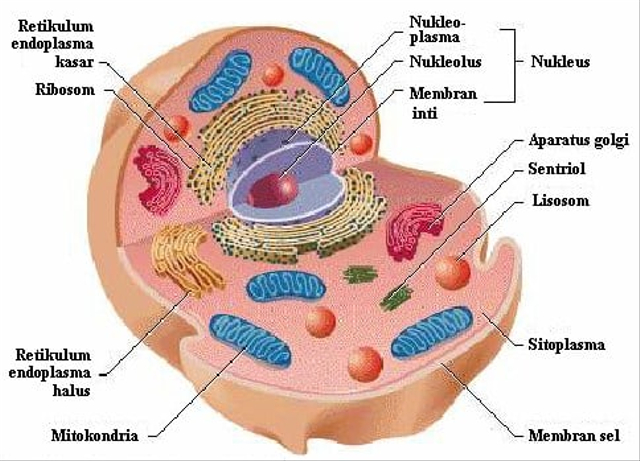 Sitoplasma, Foto: rumusrumus  