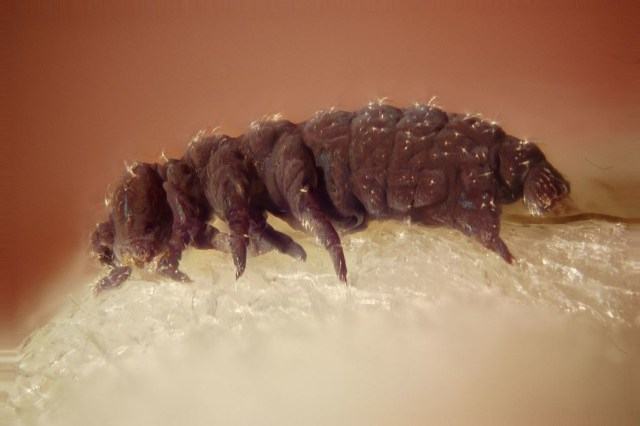 Tardigrada atau beruang air, yang diamati melalui mikroskop objektif. Foto: Darron Birgenheier via Wikimedia Commons