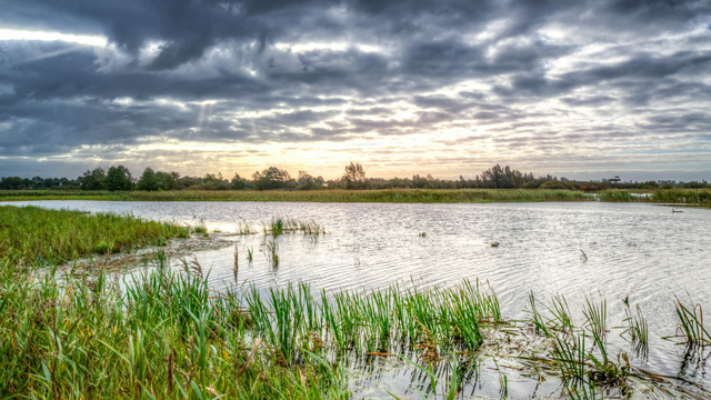 Ilustrasi rawa. Foto: Skitterphoto/Pexels