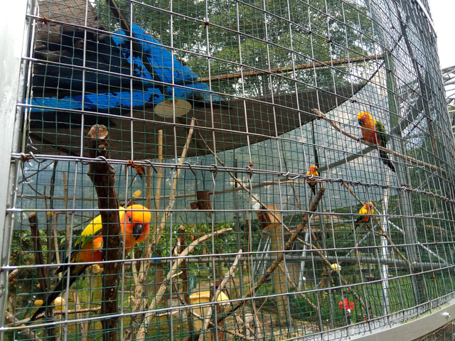 Burung koleksi yang terdapat di objek wisata Mini Zoo Sangkan Park Kuningan. (Andri Yanto)