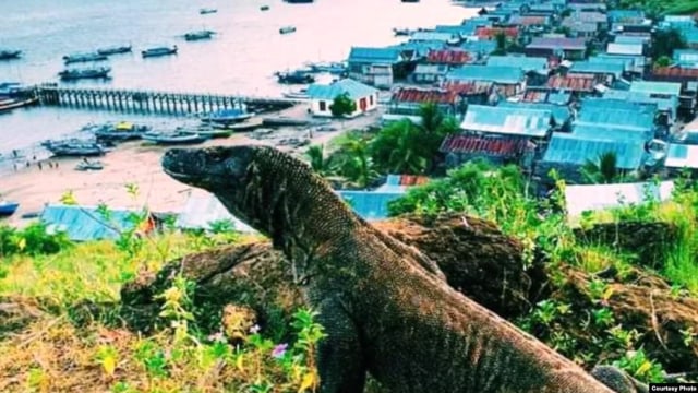 Ilustrasi Pulau Komodo, sumber: VOAIndonesia
