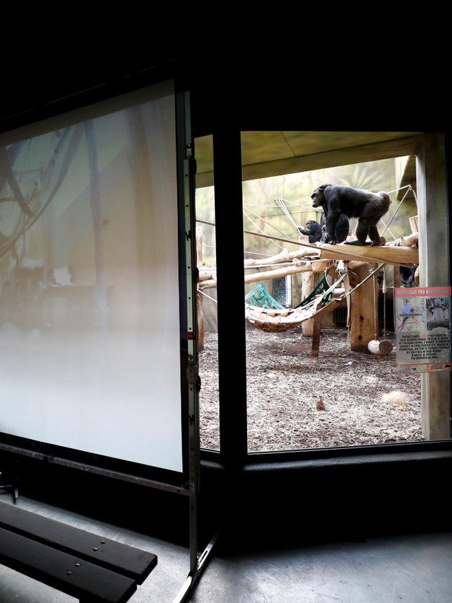 Simpanse menonton layar yang dipasang di kandang di Taman Safari di Dvur Kralove, Republik Ceko, Senin, (15/3/2021). Foto: Petr David Josek/AP Photo