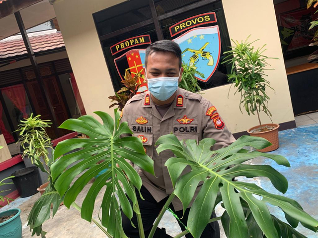 Kapolsek Pontianak Selatan, AKP Galih menunjukkan monstera king hasil curian yang dijual di Facebook seharga Rp 500 ribu. Foto: Teri/Hi!Pontianak