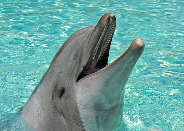 Lumba-lumba hidung botol (Tursiops truncatus). Foto: Heather Paul via Flickr