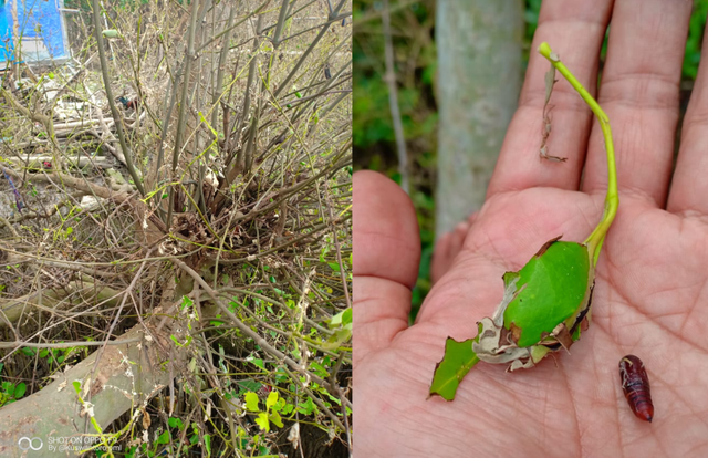 Mangrove jenis Avicennia marina yang dimakan ulat (Foto: Kuswantoro)