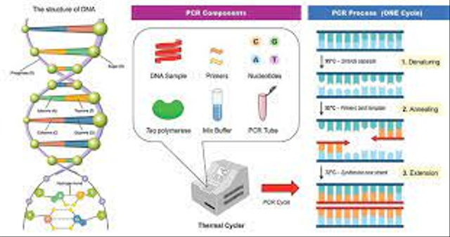 Sumber:https://www.google.co.id/url?sa=i&url=https%3A%2F%2Fthebiologynotes.com%2Fpolymerase-chain-reaction pcr%2F&psig=AOvVaw1TUGrRgdfqO8yOnFzXxHi&ust=1615972244639000&source=images&cd=vfe&ved=2ahUKEwj04JHuu7TvAhWcHbcAHS4IAJ4Qr4kDegUIARCsAQ