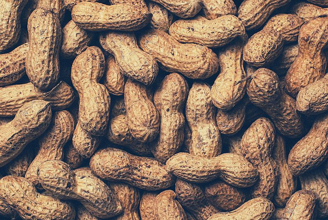 Kacang tanah. Sumber gambar: Wikimedia Commons.