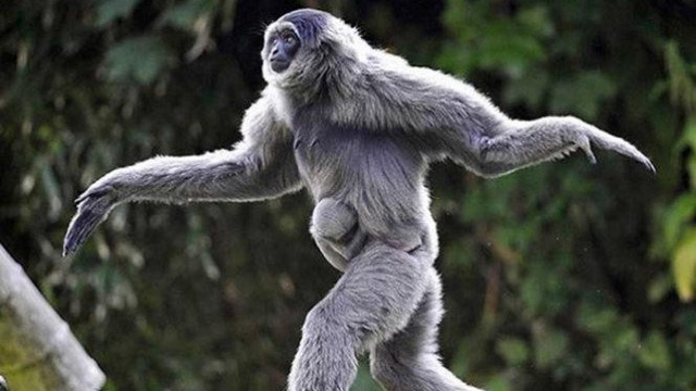 Satwa owa ungko. Foto: U-Report