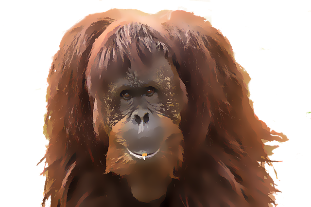Hewan langka Indonesia: Orang utan. Foto: pixabay
