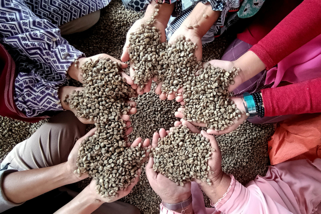 Pekerja memperlihatkan biji kopi arabika Gayo kualitas ekspor saat penyortiran di Takengon, Aceh Tengah, Aceh. Foto: Irwansyah Putra/ANTARA FOTO