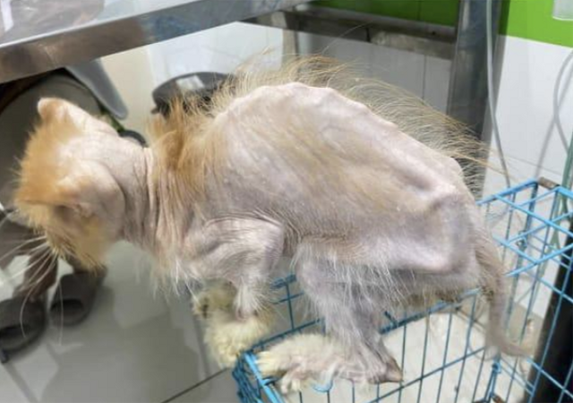 Kucing Pet Cafe Yogyakarta yang dievakuasi ke Klinik Hewan Jogja. 
 Foto: Facebook.com/dirga.soraniga