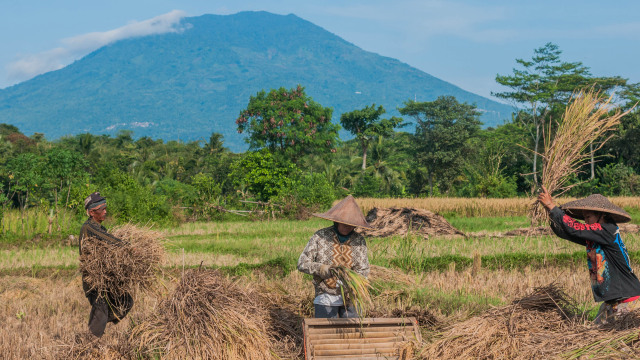 Petani memanen padi. Foto: ANTARA FOTO/Muhammad Bagus Khoiruans