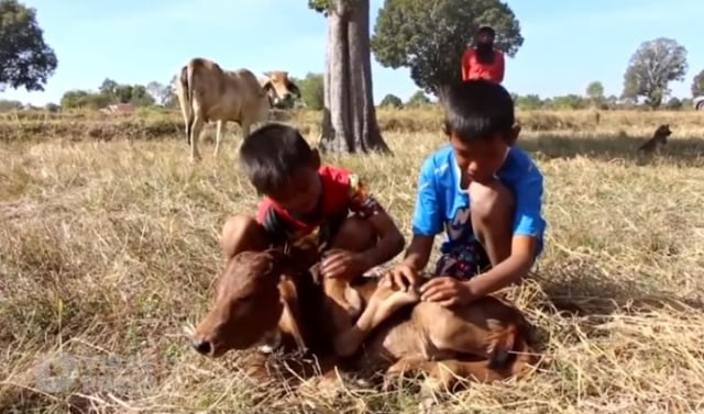 Penduduk Desa di Provinsi Surin, Thailand Utara, Thailand, sembah anak sapi yang lahir memiliki lima kaki. (Foto: YouTube/Viral Press)