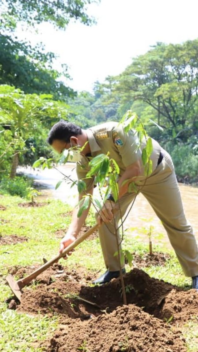 Gubernur DKI Jakarta Anies Baswedan menanam Pohon Loa di Bantaran Kali Ciliwung, Taman Maju Bersama (TMB) Gintung, Jakarta Selatan, Senin (22/3). Foto: PPID DKI Jakarta