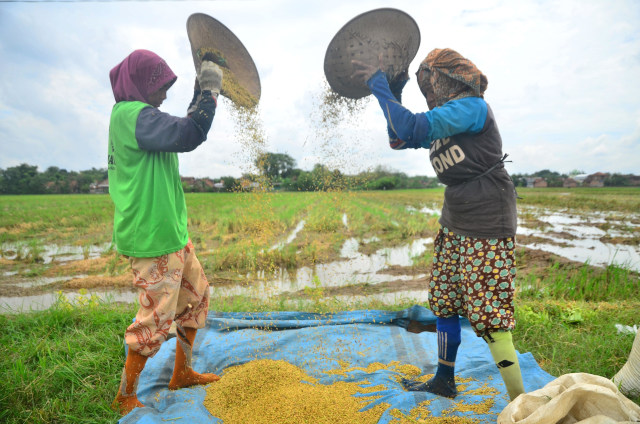 Warga membersihkan gabah dari jerami saat mencari gabah sisa panen di persawahan Desa Hadipolo, Kudus, Jawa Tengah, Selasa (9/3). Foto: Yusuf Nugroho/Antara Foto