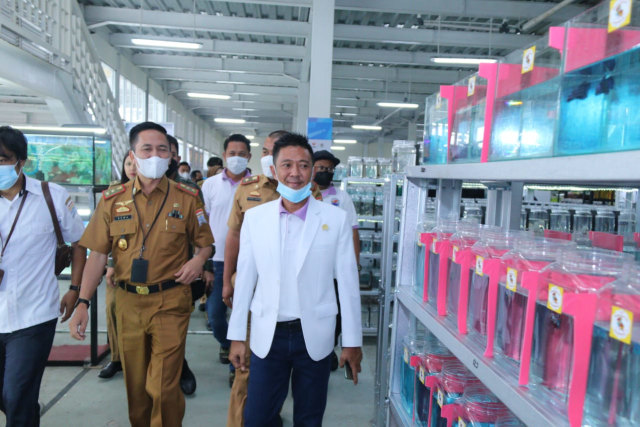 Sekda Kota Palembang, Ratu Dewa, saat meninjau sentra ikan hias di Pasar Ikan Modern, Jalan MP Mangkunegara. (Foto. Istimewa)