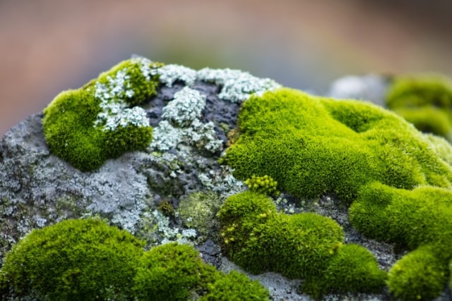 Ilustrasi Bryophyta Foto: Unsplash