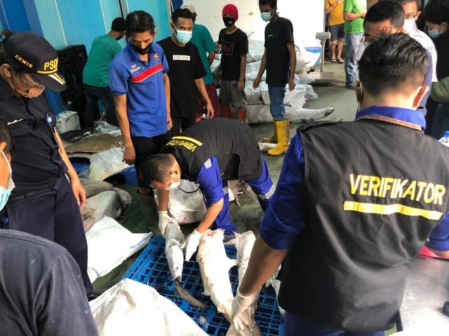 KKP gagalkan pengiriman 374,5 Kg Ikan dilindungi. Foto: Dok. KKP