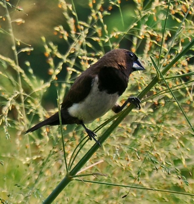 Burung pipit yang dianggap hama pertanian. Foto: Wikimedia Commons