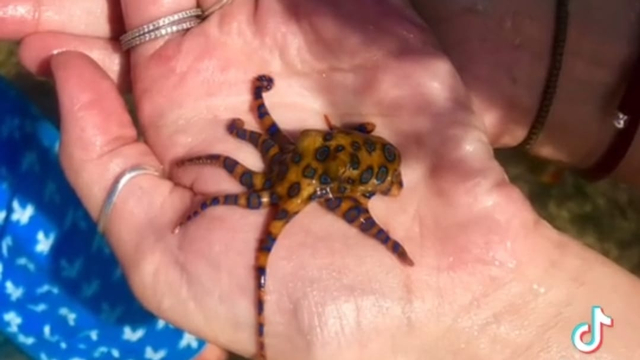 Gurita cincin biru yang dipegang Kaylin. Foto: Kaylin Philips via TikTok