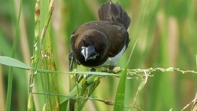 Ilustrasi burung emprit. Foto: Dokumen Mongabay