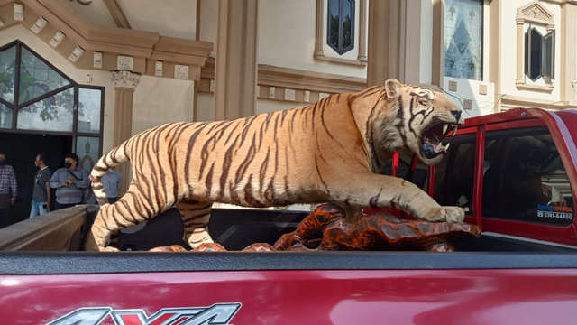 Offset harimau yang menjadi barang bukti kasus perniagaan satwa dilindungi/Yovy Hasendra