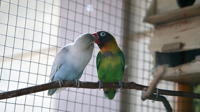 Burung berjenis lovebird koleksi Kelurahan Karet
. Foto: Dok. Pemprov DKI Jakarta / Reza Hapiz