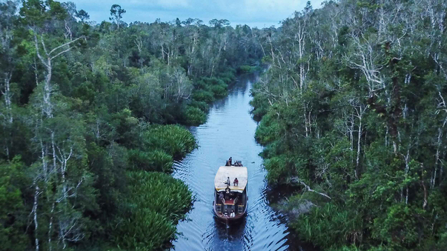 Foto udara wisata susur sungai di kawasan Taman Nasional Tanjung Puting, Kabupaten Kotawaringin Barat, Kalimantan Tengah, Selasa (30/3/2021). Foto: Makna Zaezar/ANTARA FOTO