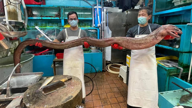 Belut raksasa panjangnya dua kali orang dewasa. (Foto: Aaron Kwan/Facebook/Dok. Mei Foo)