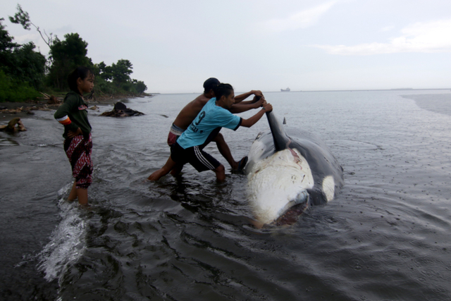 Warga berusaha menarik Paus Pembunuh (Orcinus orca) yang mati terdampar di Pantai Bangsring, Banyuwangi, Jawa Timur, Sabtu (3/4). Foto: Budi Candra Setya/ANTARA FOTO