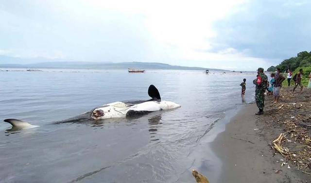 Paus Pembunuh Mati Terdampar di Pantai Bangsring, Banyuwangi