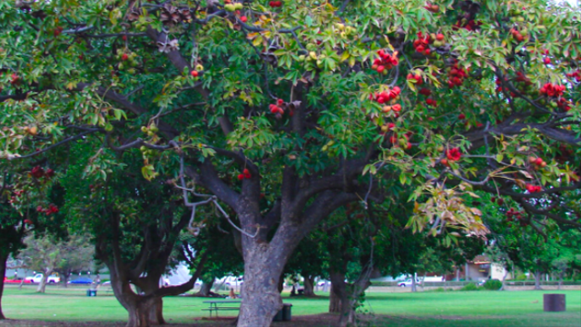 Ilustrasi pohon kepuh. Foto: ciriciripohon.com