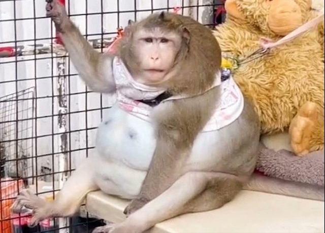 Godzilla, monyet obesitas yang suka makan junk food Foto: Twitter