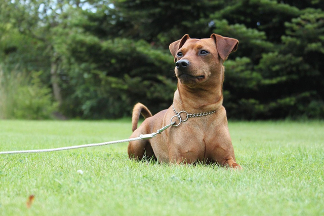 Ilustrasi anjing, dok: pixabay