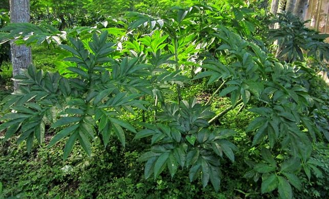 Tanaman porang. Foto: Wikimedia Commons