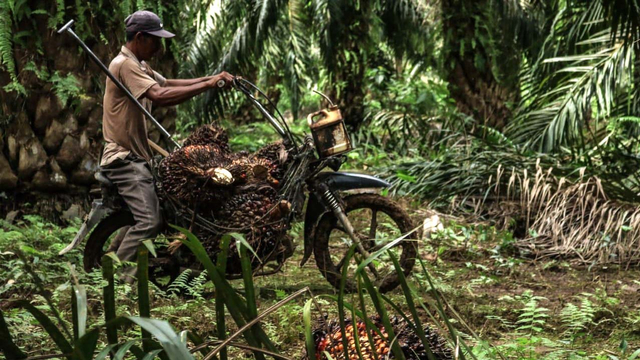 Petani sawit di Nagan Raya, Aceh. Foto: Fahzian Aldevan untuk acehkini