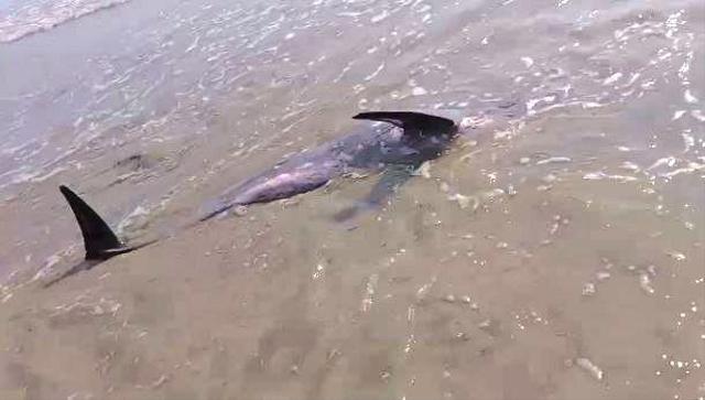 Lumba-lumba penuh luka di tubuh terdampar di Pantai Tanjung, Natuna. (Foto: tangkapan layar video)