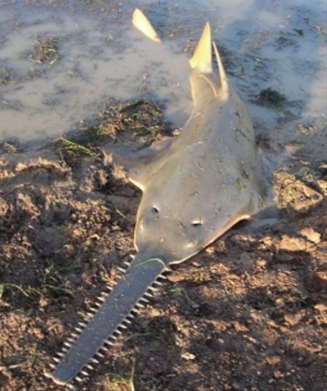 ilustrasi sawfish. Foto: Wikimedia Commons