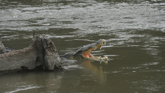 Buaya liar yang terjerat ban sepeda motor menampakkan diri di Sungai di Palu, Sulawesi Tengah, Minggu (11/4/2021). Foto: Mohamad Hamzah/Antara Foto