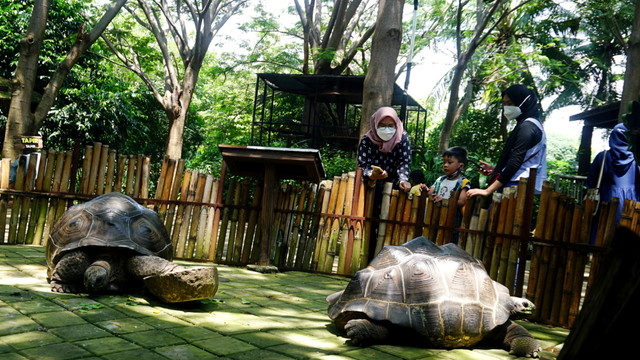 Ilustrasi kura-kura di kebun binatang. Foto: Melly Meiliani/kumparan